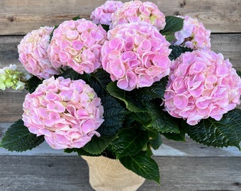 Pink Hydrangea One Gallon Plant Outdoor Decoration, Garden Decor Spring, Summer, Sympathy Gift, Mothers Dat, Graduation, Birthday,.