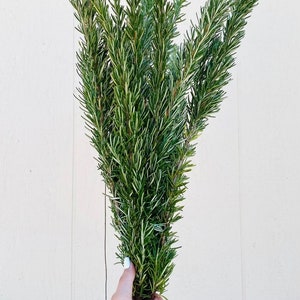 FRESH Rosemary — Greenery Bunch | Home Bundle Decor | DIY Wedding | Aromatic | Herb | Aromatic | Fall | Autumn | Shampoo | Cook | Home Decor