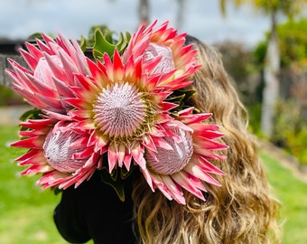 FRESH REAL king protea large exotic flower home decor gift wedding decor party birthday decorations bridal bouquet, Mother’s Day, Birthday