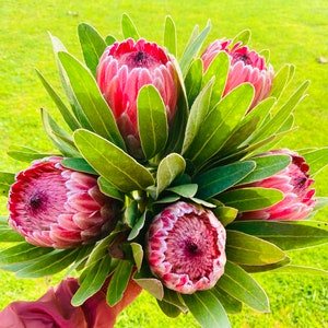 Fresh Picked Queen Protea Flower pink ice protea stems for Decor  and Events Weddings Flower stems bunch bouquet, diy flower bouque.