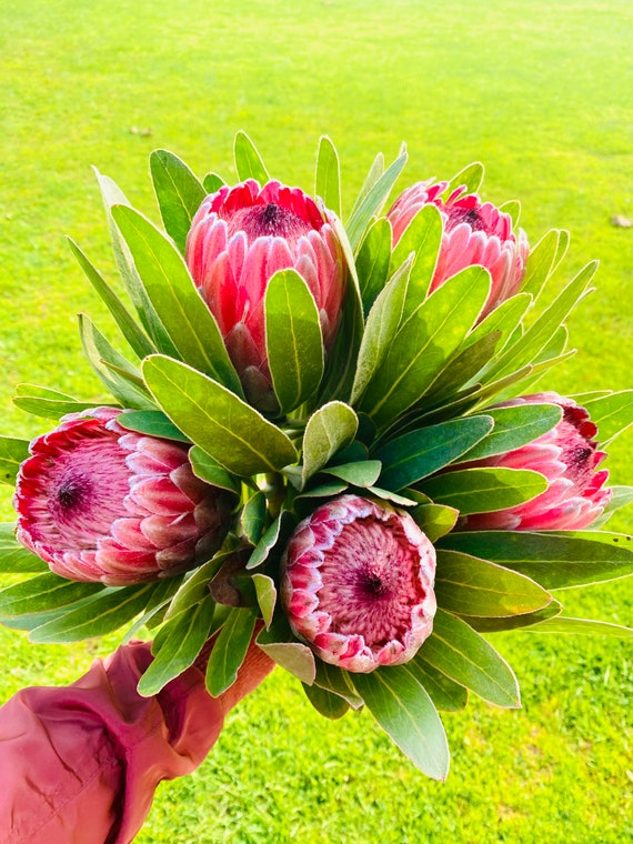 Queen protea outlet