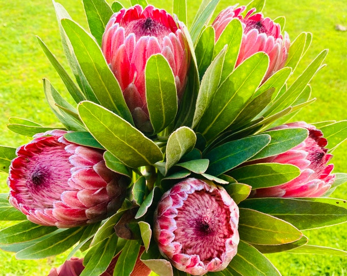 Fresh Queen Protea Flower Pink Ice Protea for Decor and Events Weddings Flower Stems Bunch
