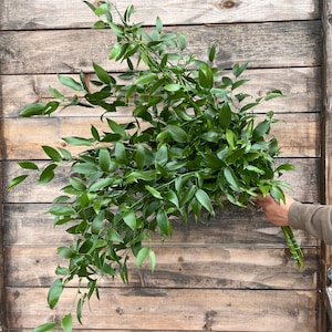 Gran paquete de follaje de ruscus italiano recién cortado para eventos, decoración de centros de mesa de bodas, ramo de novia con flores de otoño de larga duración