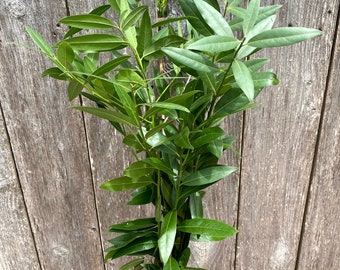 FRESH Bayleaf, Laurel Bunch — Home Decor | Party Decor | Flowers | Greenery | Weeding | Aromatic | DIY | Handcraft | Summer