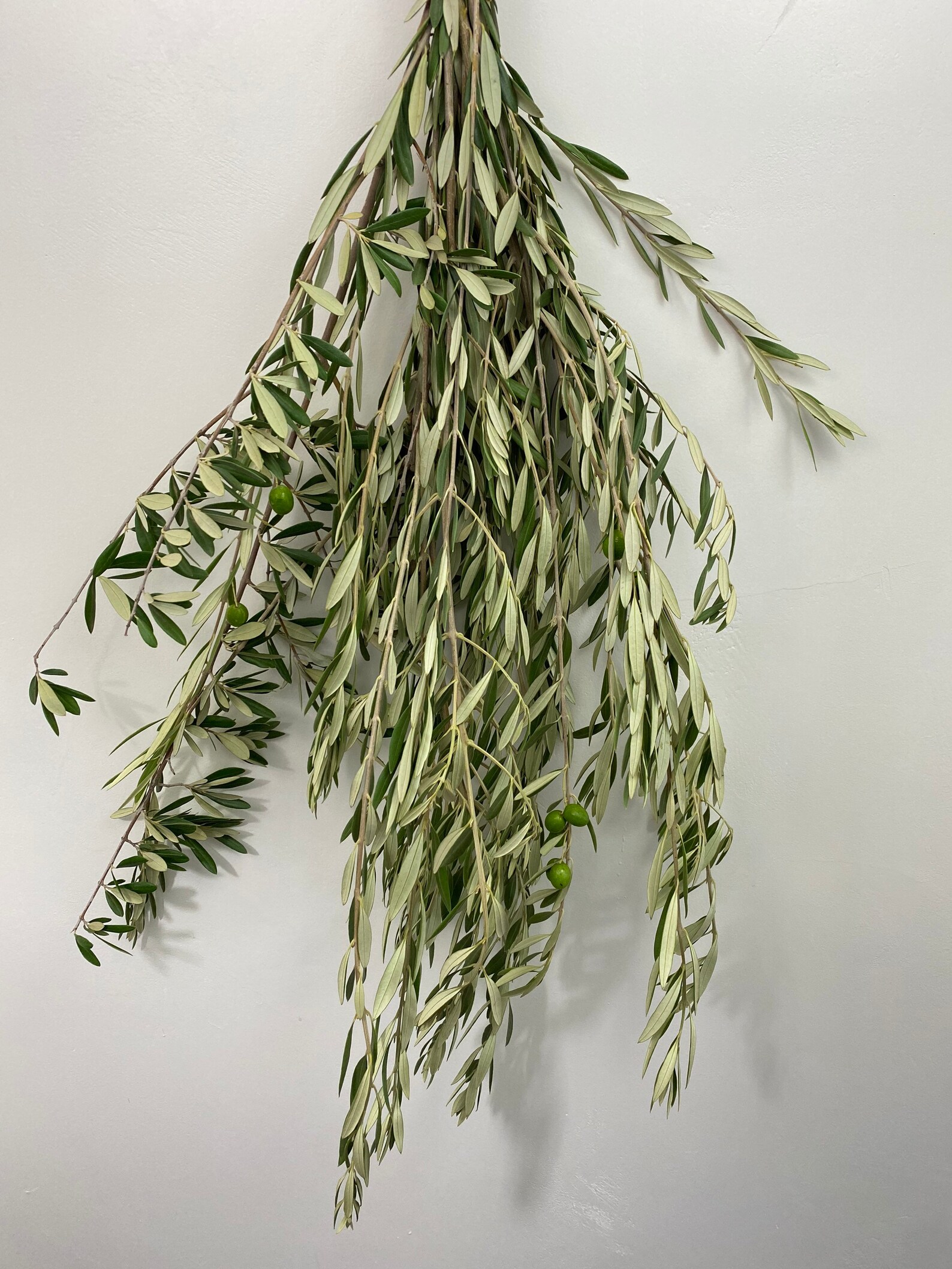 Fresh olive branches perfect for home decor olive tree bundle Etsy