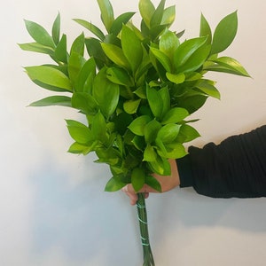 Freshly Cut Israeli Ruscus Bundle (10-12 stems) Greenery for party, event, wedding decor, long lasting foliage greens, Mothers Day, Spring.