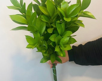 Freshly Cut Israeli Ruscus Bundle (10-12 stems) Greenery for party, event, wedding decor, long lasting foliage greens, Mothers Day, Spring.