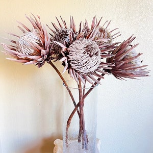 Dried King Protea Stems, Home Decor long lasting preserved wedding spring summer easter rustic minimalistic