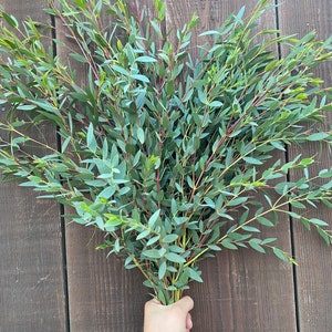 Fresh Parvifolia Eucalyptus bundle, decorative greenery, aromatherapy, centerpiece, weeding party and home decor, spring summer, Mothers day