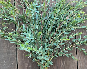 FRESH Parvifolia Eucalyptus Bundle  — Decorative Greenery | Aromatherapy |Centerpiece | Wedding Party | Home Decor | Fall | Autumn