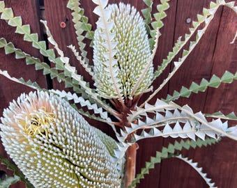 FRESH Banksia Stems, Exotic Flower —  Home decor | Wedding arrangements | Birthday Gift | Decoration | Bridal Bouquet | Boho