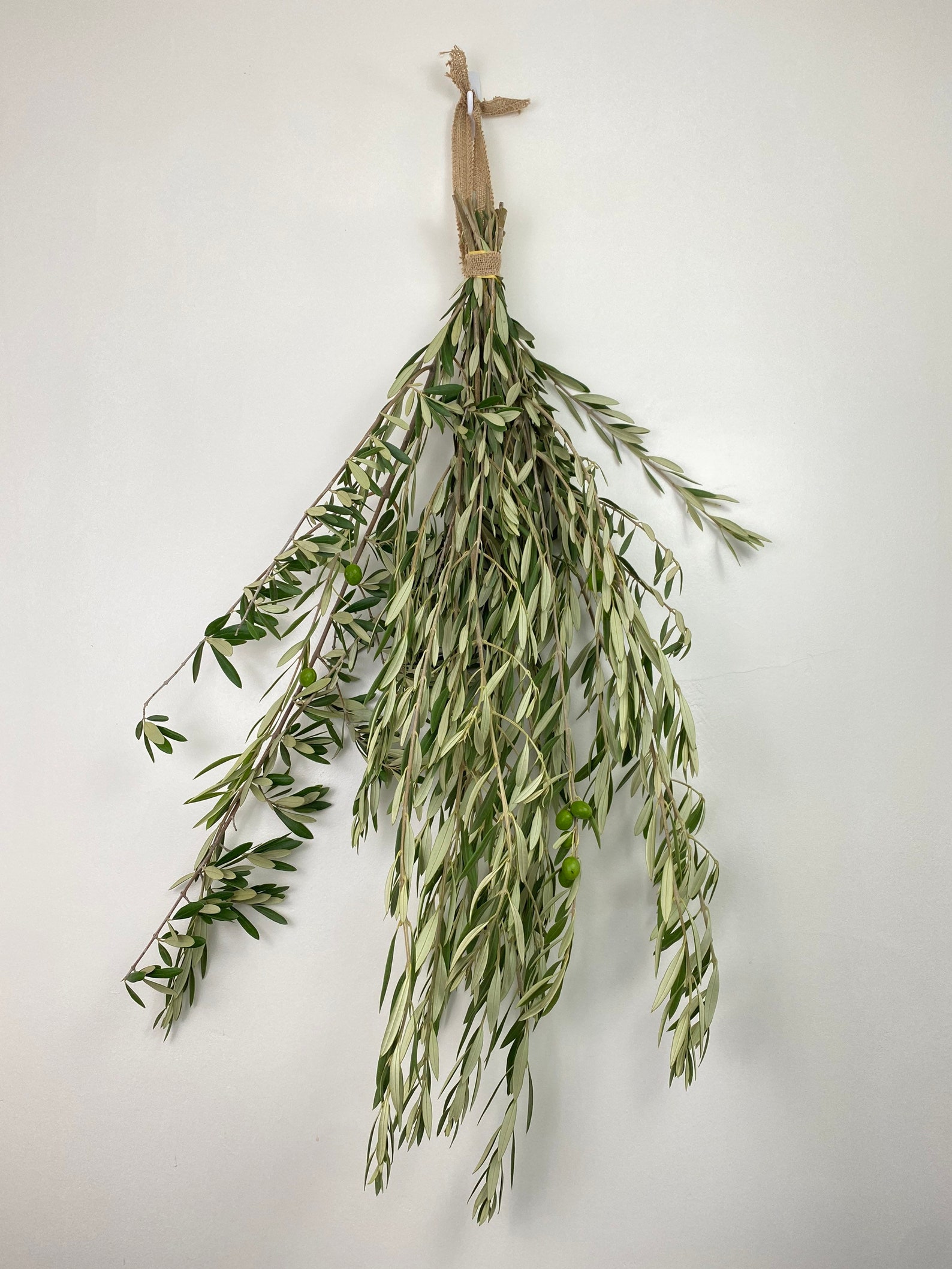 Fresh olive branches perfect for home decor olive tree bundle Etsy