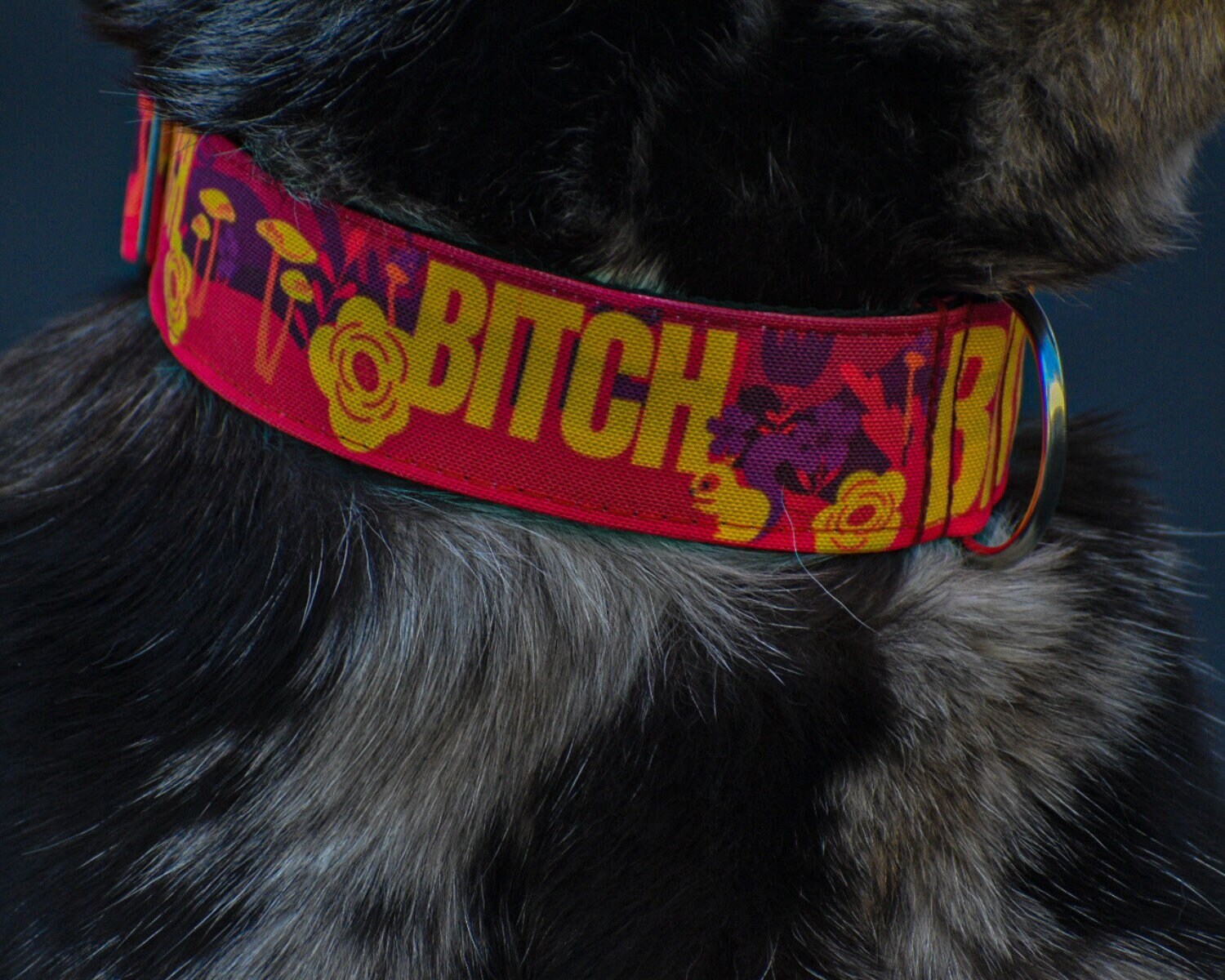 Sexy Bitch Dog Collar, Funny Dog Collar