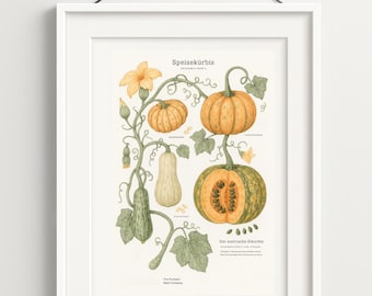 Botanical Pumpkin Illustration | Cucurbita Pepo Poster | Downloadable Art for Kitchen or Wall Decor