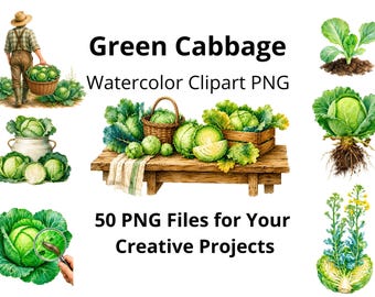 Green Cabbage Watercolor Clipart Bundle | 50 PNG Files | Transparent Background | Vegetable Clip Art
