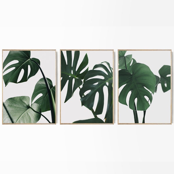 Monstera Leaves Set 3 Print Tropical Leaf Poster Triptych Monstera Green Leaf Photo Set Large Tropical Plants Set Giclee Tropical Foliage