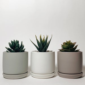 May include: Three potted succulents in different coloured pots. The pots are white, grey, and brown. The succulents are green and have different shapes.