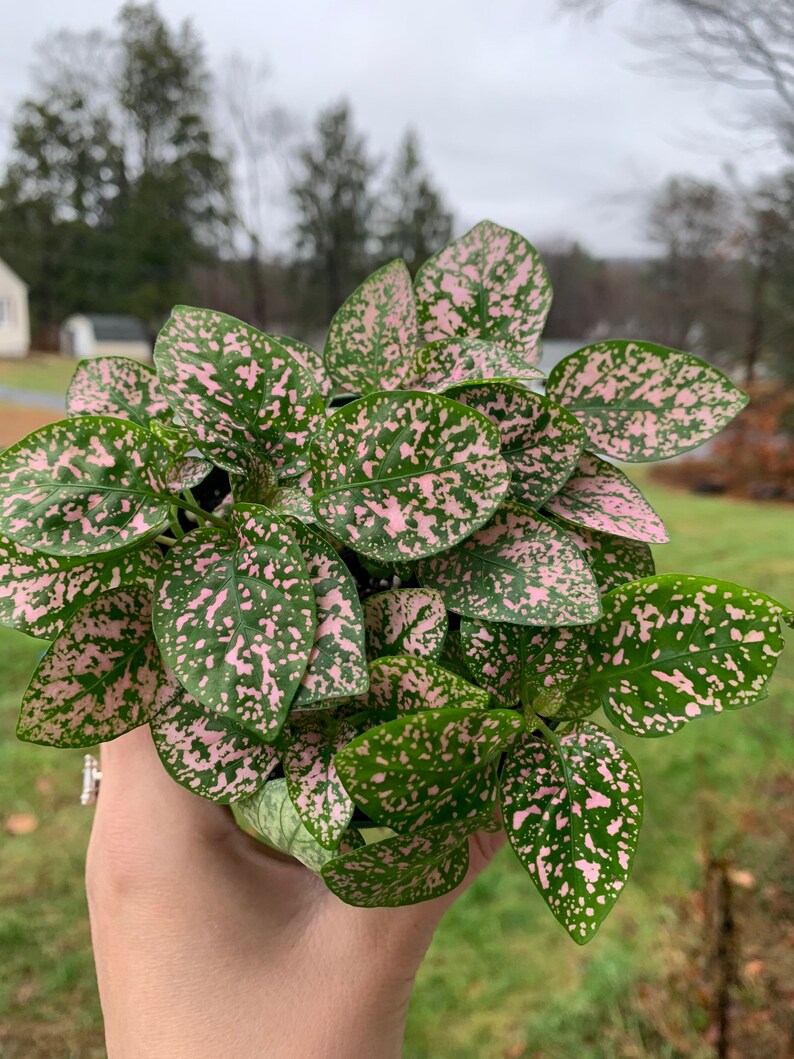 Pink Polka Dot Plant Hypoestes phyllostachya 4 Pot Etsy Pink Polka Dot Plant Hypoestes phyllostachya 4 Pot Etsy