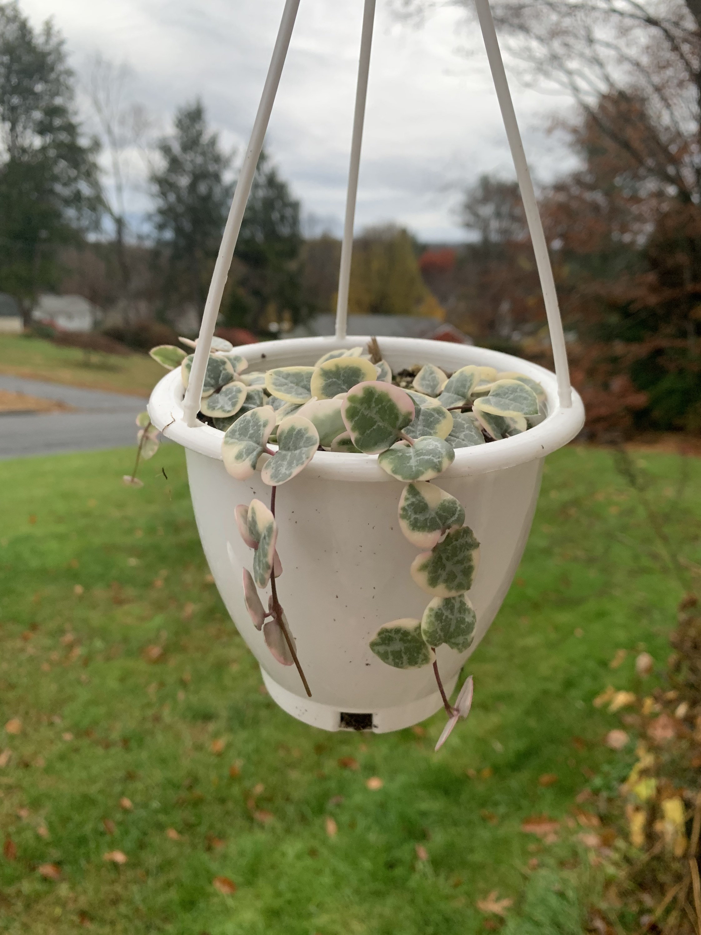 Variegated String of Hearts 2 Pot or 4 Hanging Basket Etsy