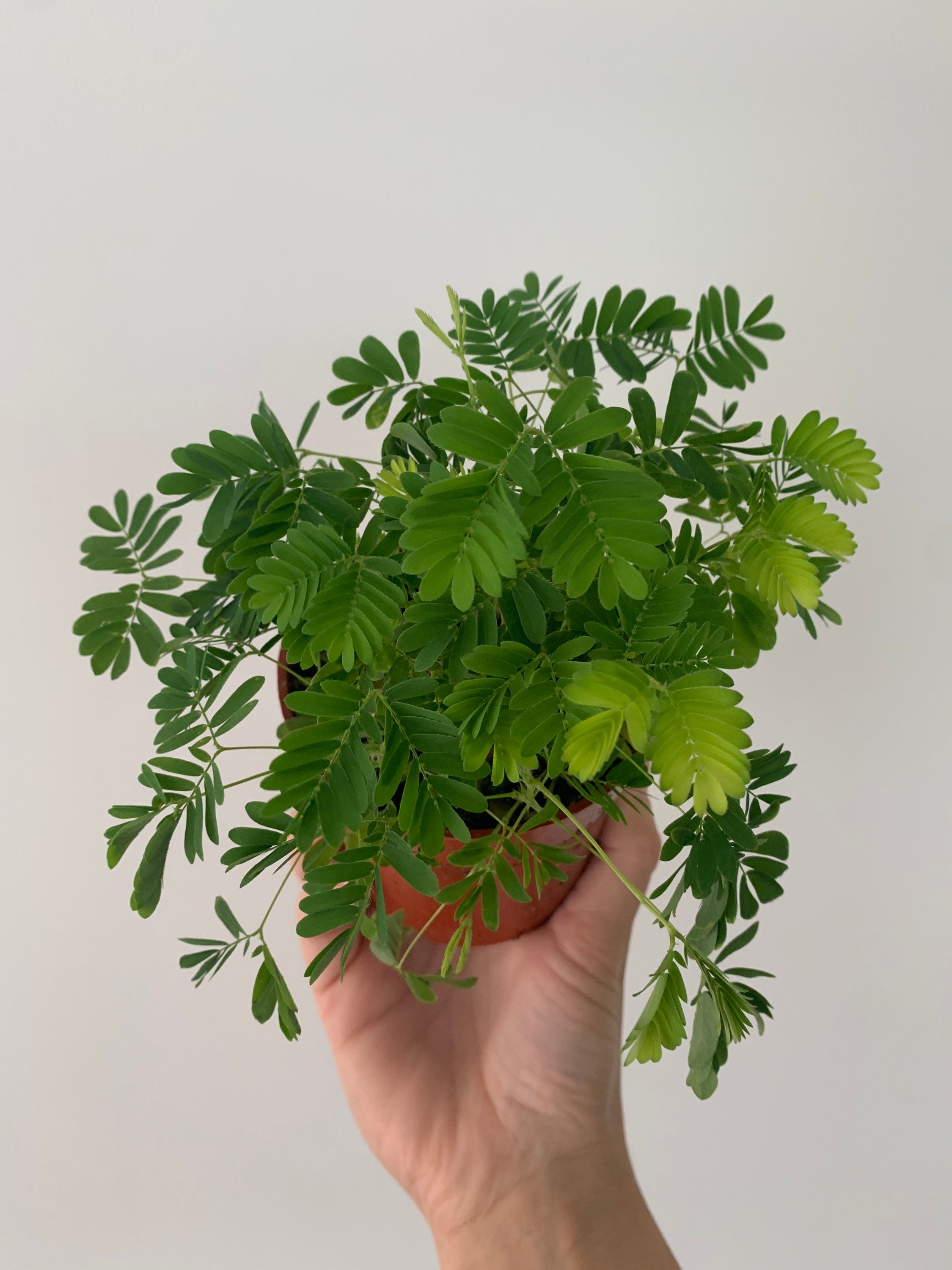 Mimosa Pudica | Sensitive Plant | FULL 4” Pot | Live Potted Plant