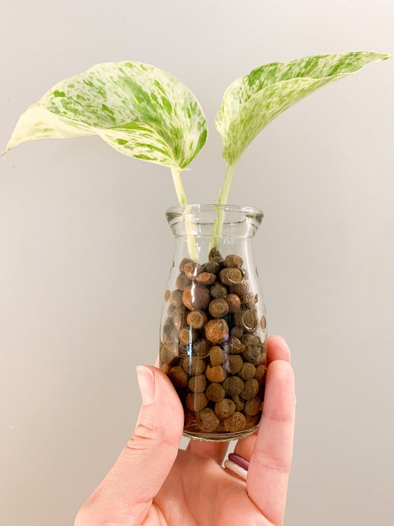 Plant Propagation Jar For Cuttings With Leca Included Etsy