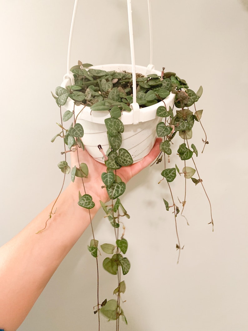 String of Hearts Hanging Basket Etsy
