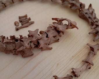 Polecat/Ferret Spine