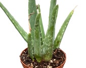 4 quot Aloe Vera Plant quot Aloe quot Live Plants Indoor Plants House Plants