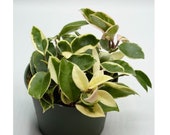 Live Hoya Carnosa TriColor quot Krimson Queen quot Variegated Live Plants Indoor Plants House Plants