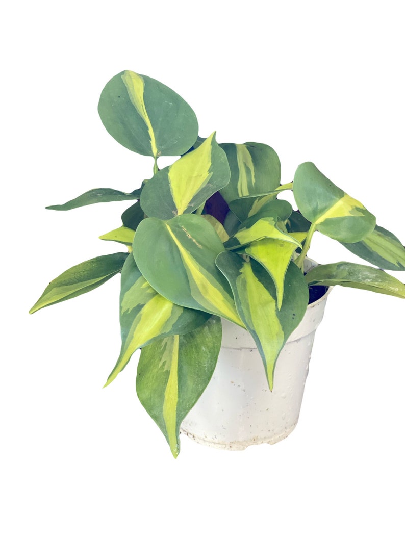 Brazilian/Brasil Philodendron Live Plant Ships In 4 Nursery image 0