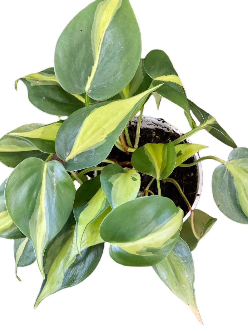 Brazilian/Brasil Philodendron Live Plant Ships In 4 Nursery image 2