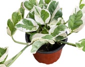 Live Pothos N Joy - Ship In Nursery Pot Live Plants Indoor Plants House Plants