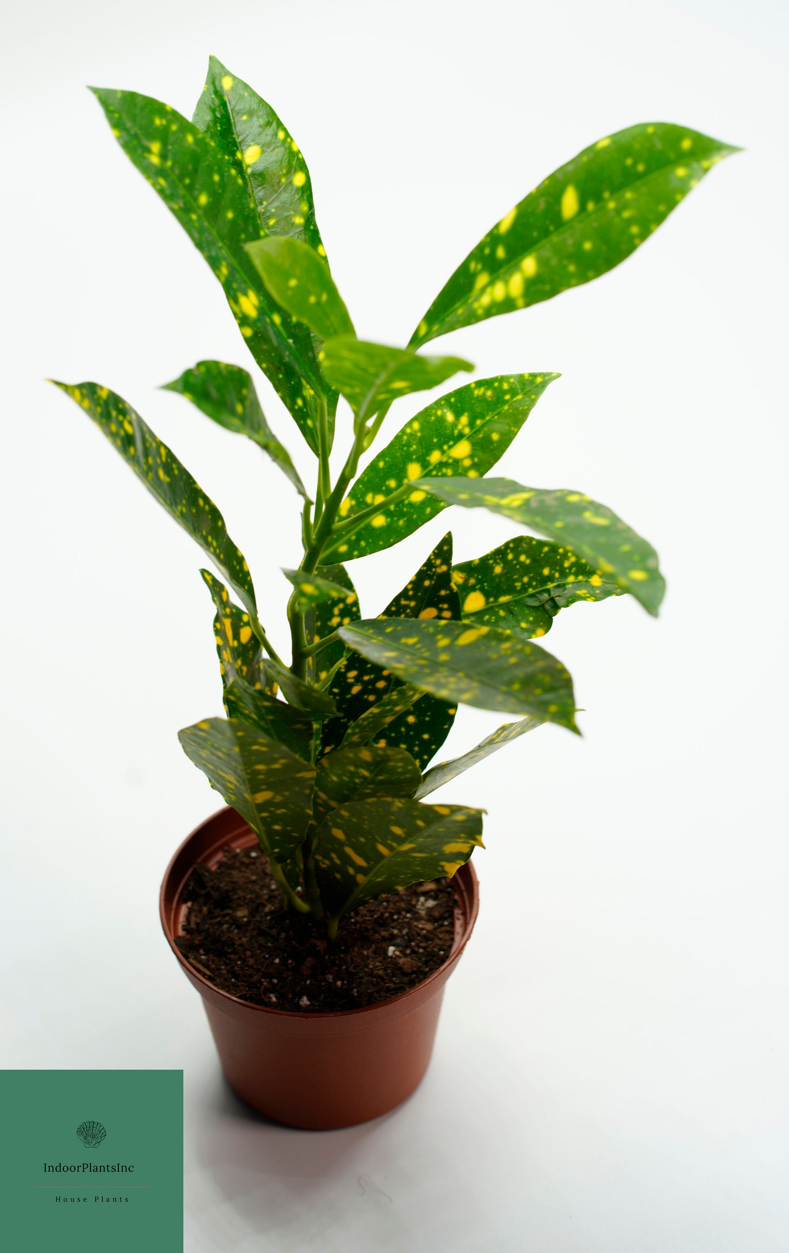 Live Crotongold Dust Crotons Live Plants Indoor Plants Etsy