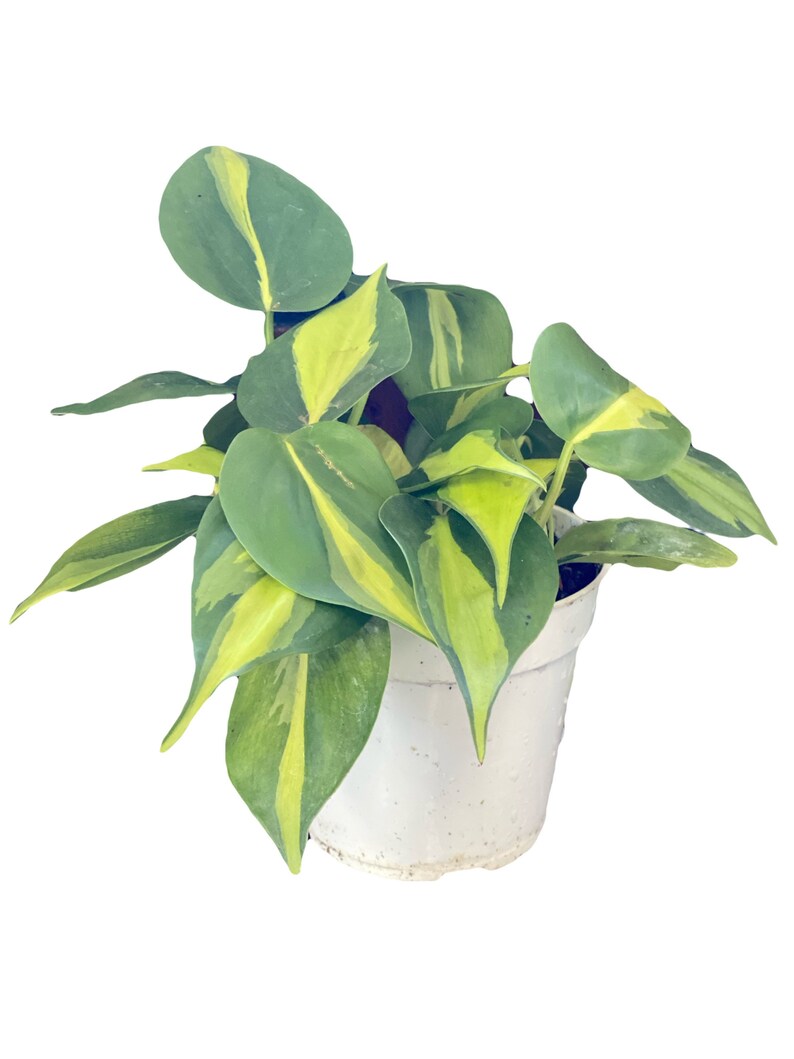 Brazilian/Brasil Philodendron Live Plant Ships In 4 Nursery image 1