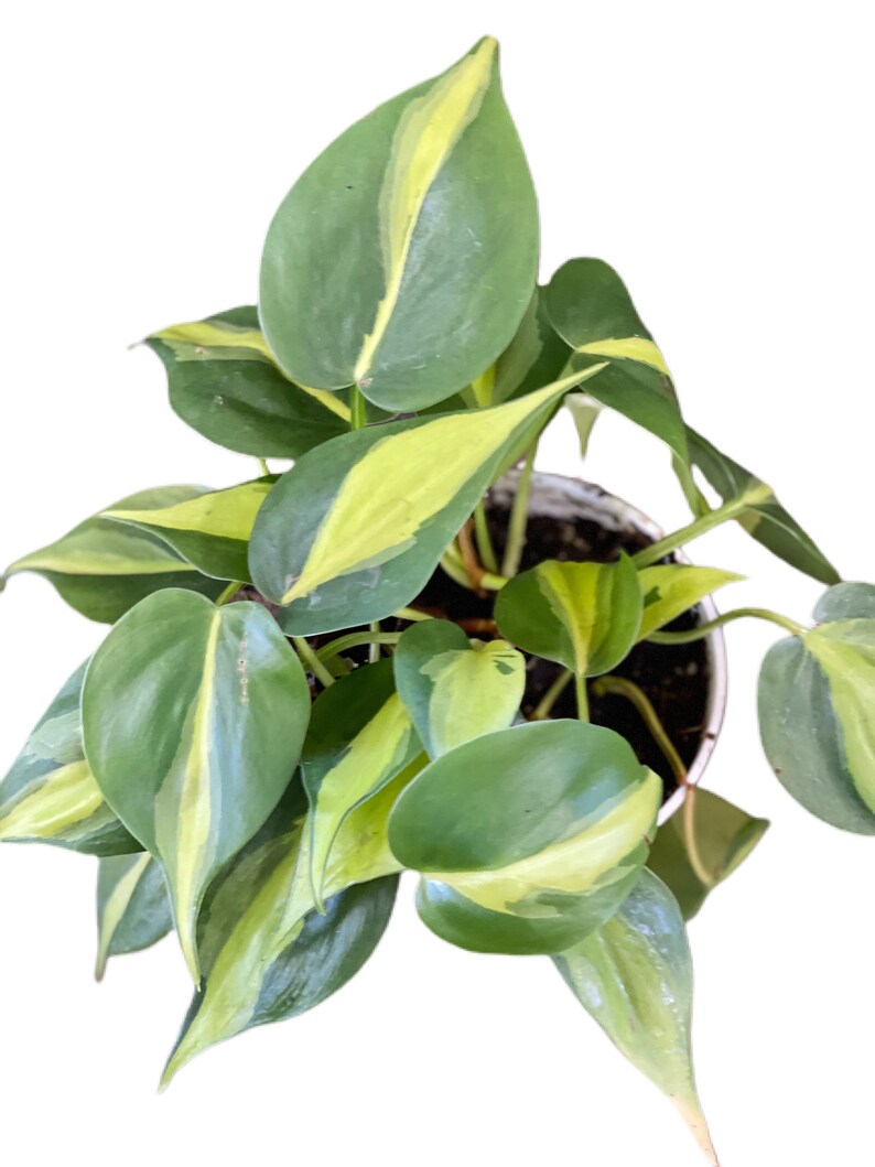 Brazilian/Brasil Philodendron Live Plant Ships In 4 Nursery image 3