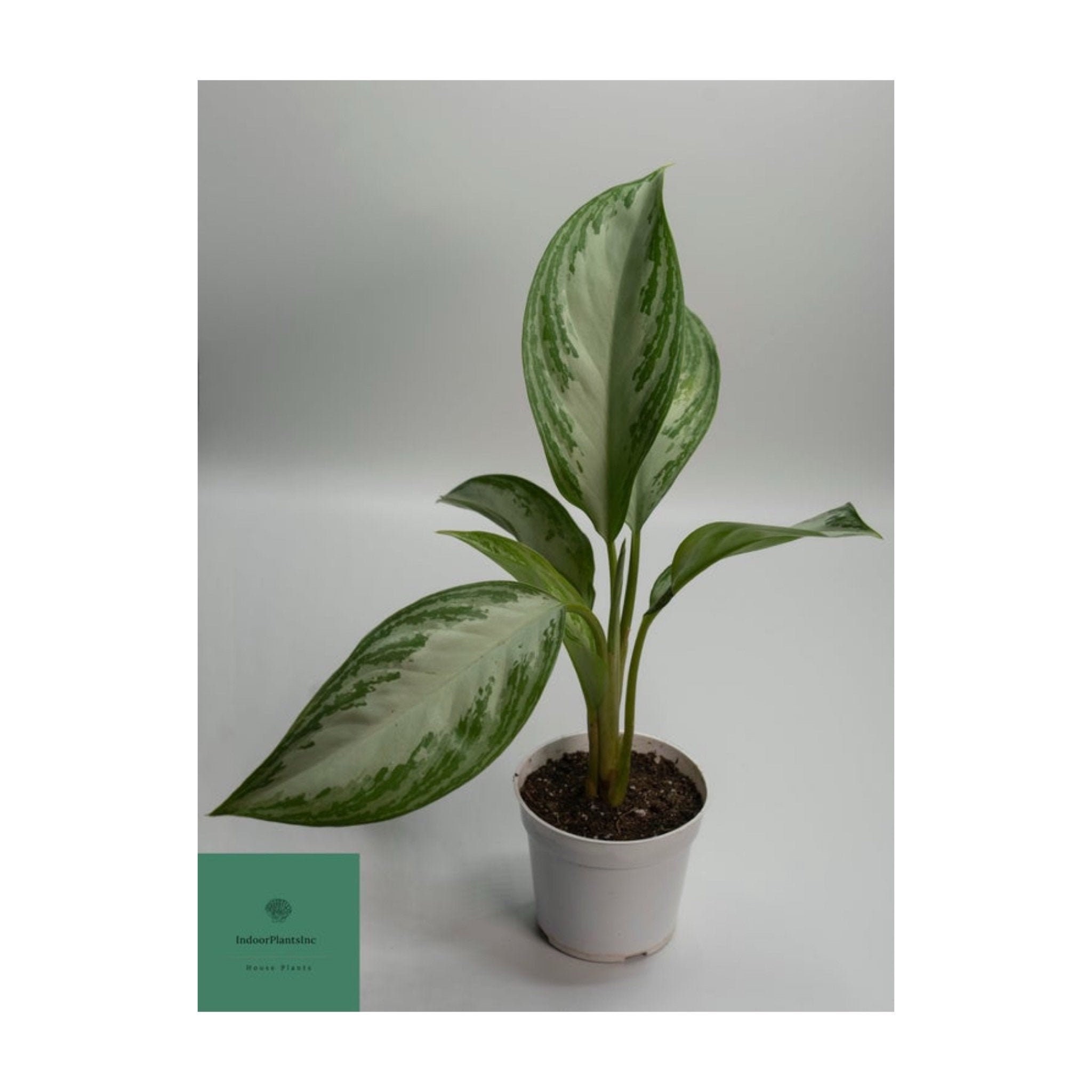 Aglaonema Silver Bay Chinese Evergreen Live Plants Indoor Etsy