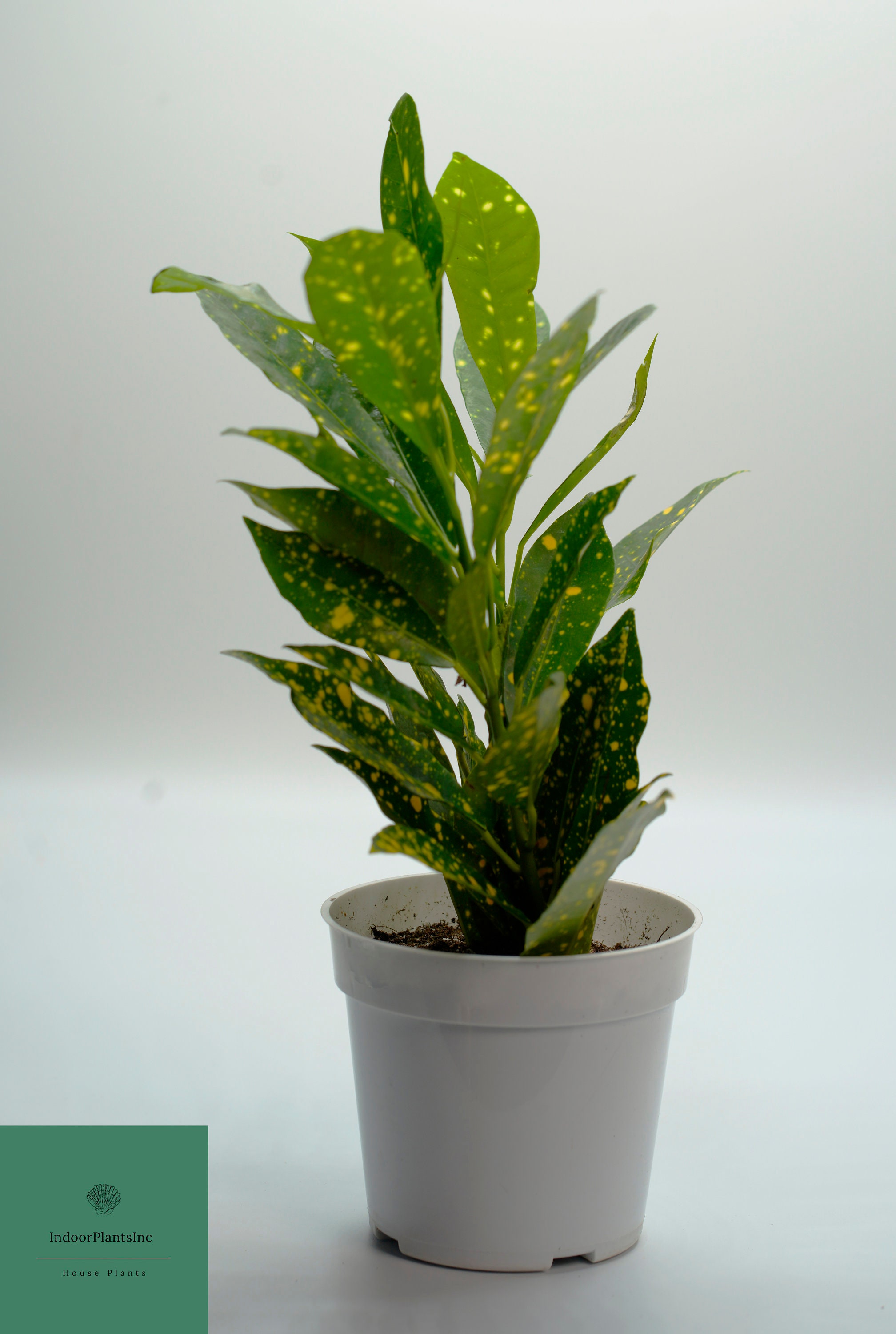 Live CrotonGold Dust Crotons Live Plants Indoor Plants Etsy