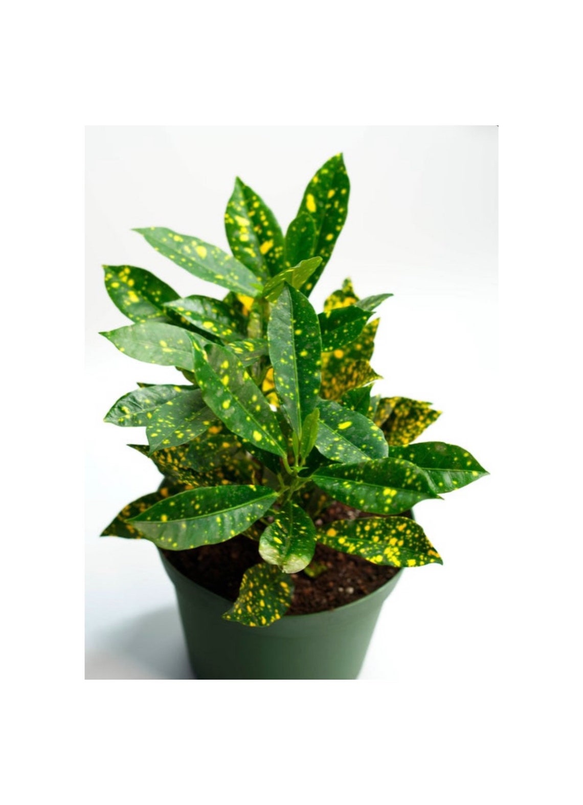 Live CrotonGold Dust Crotons Live Plants Indoor Plants Etsy