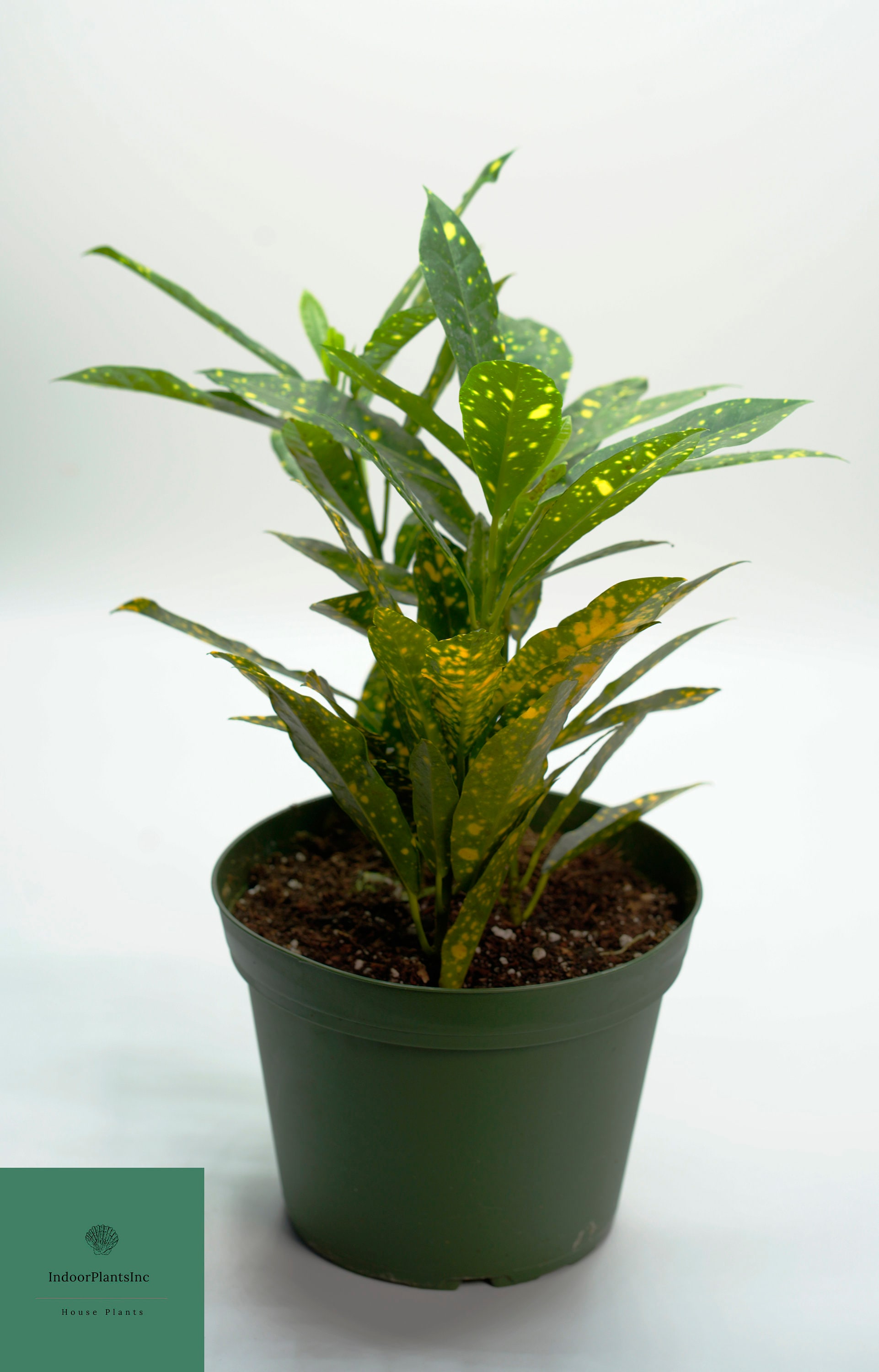 Live CrotonGold Dust Crotons Live Plants Indoor Plants Etsy