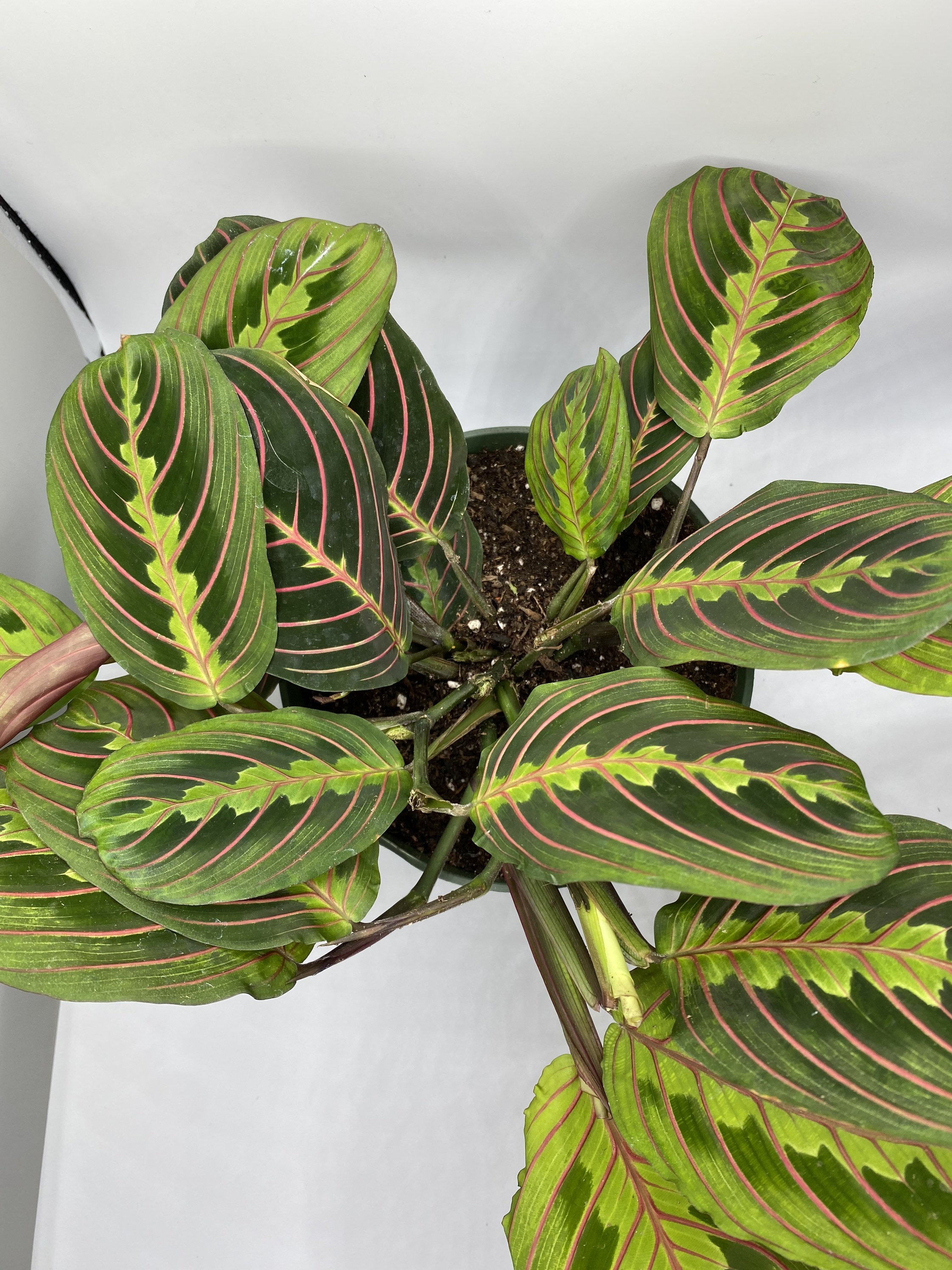 Live Red Maranta Prayer Plant Maranta Etsy