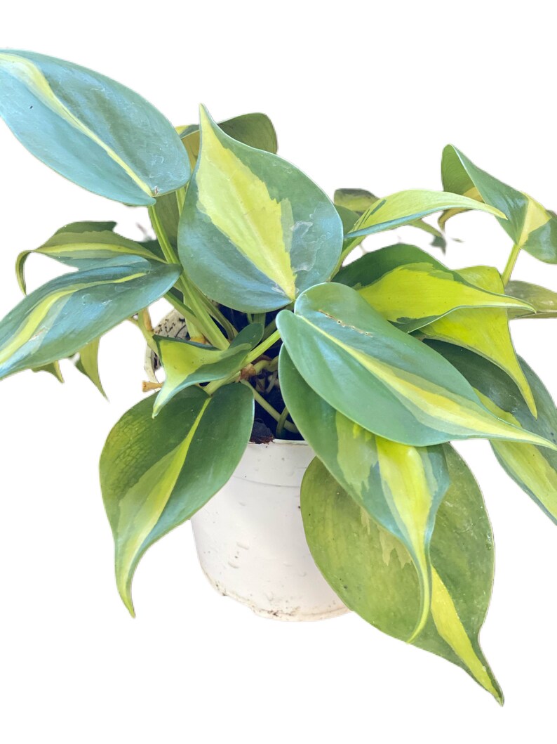 Brazilian/Brasil Philodendron Live Plant Ships In 4 Nursery image 4