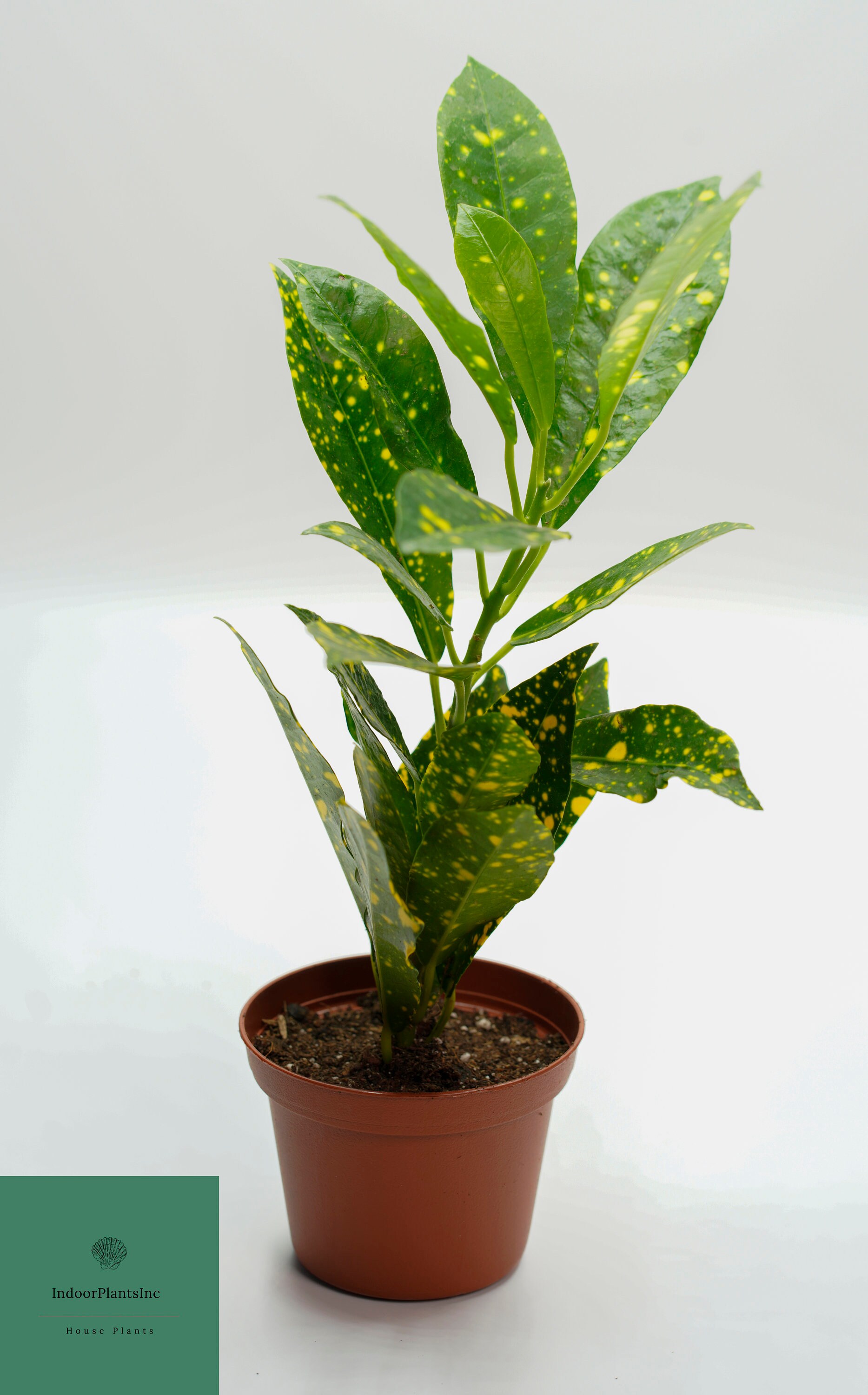Live CrotonGold Dust Crotons Live Plants Indoor Plants Etsy