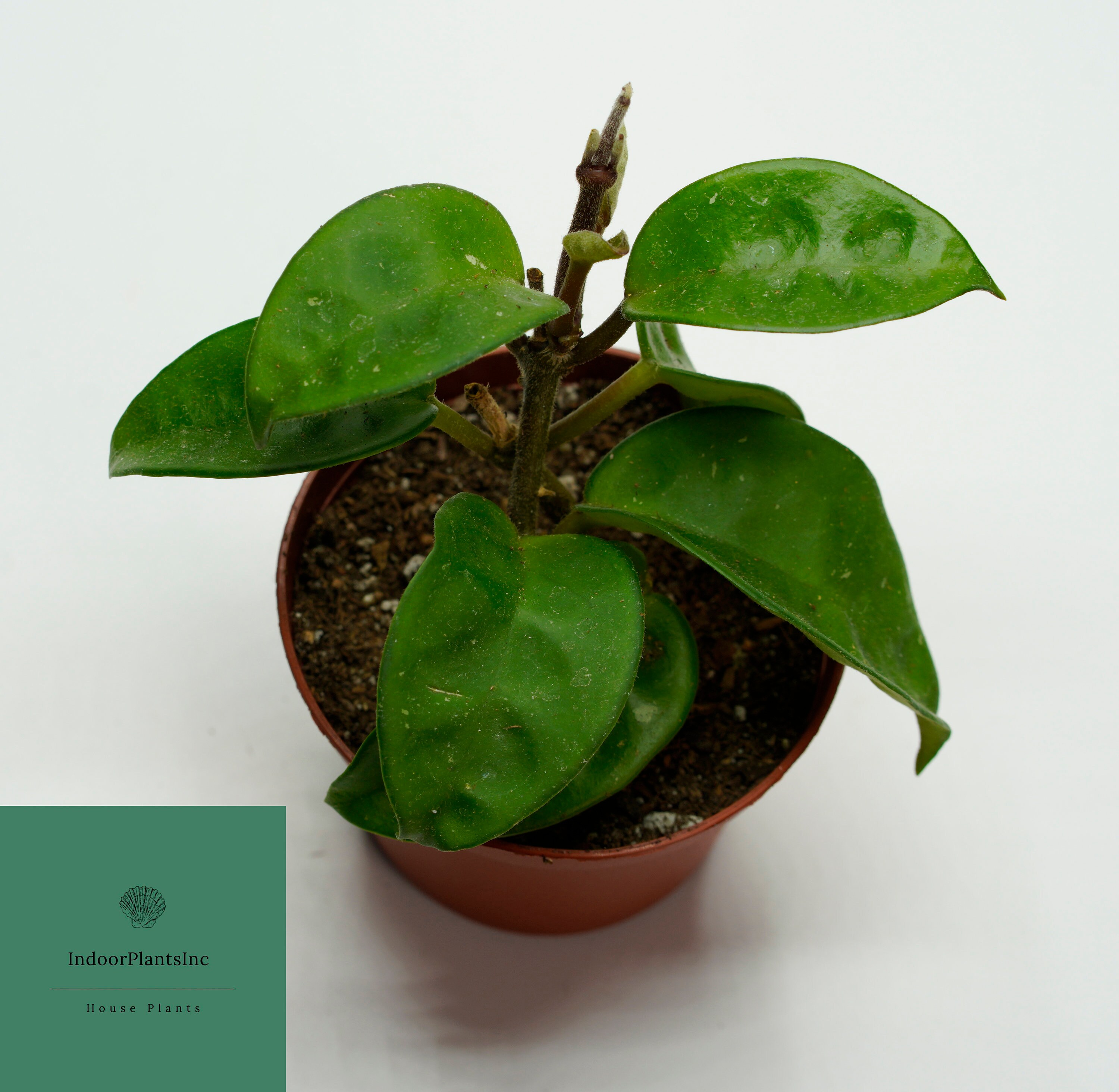 Live Hoya Krinkle 8 Hoya Carnosa Krinkle 8 Live Plants Etsy