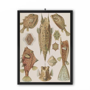 Vintage Ernst Haeckel Marine Print, Longhorn cowfish, horned boxfish Print, Ernst Haeckel Print, Sea Life Poster, Ocean Prints, Fish Poster