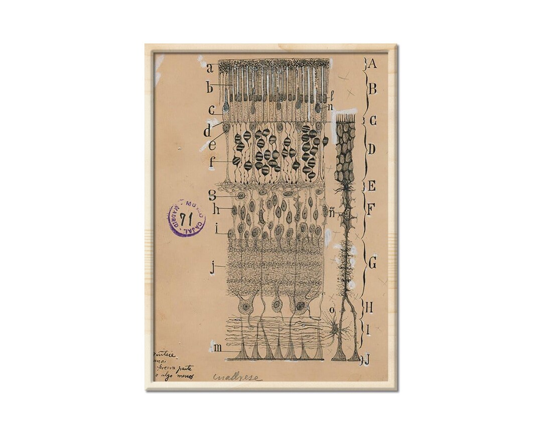 アンティーク解剖図 大判アート作品 il_1080xN.6031605966_rxrw.jpg
