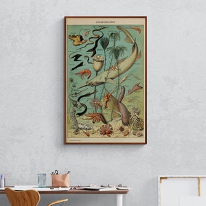 Impresiones de Adolphe Millot, Impresión de vida marina, Arte del cartel de oceanografía vintage de Adolphe Millot, Ilustración de oceanografía, Cartel de vida marina