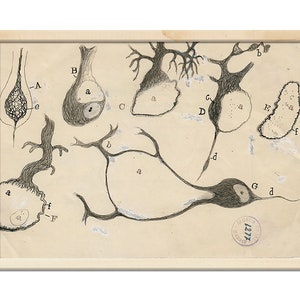 Antique Anatomical Illustration, Neuron Drawing By Santiago Ramón Y Cajal, Antique Brain Anatomy Canvas Print, Neuroscience Biology Print