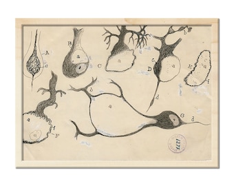 Antyczna ilustracja anatomiczna, rysunek neuronu autorstwa Santiago Ramóna Y Cajala, antyczny wydruk na płótnie z anatomią mózgu, wydruk z biologii neurologicznej