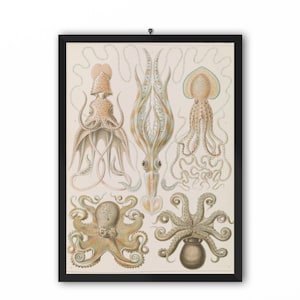 Vintage Ernst Haeckel Marine Print, Octopus, Fish, Gamochonia Print, Ernst Haeckel Print, Sea Life Poster, Fish Poster