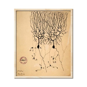 Antique Anatomical Illustration, Neuron Drawing By Santiago Ramón Y Cajal, Antique Brain Anatomy Canvas Print, Neuroscience Biology Print